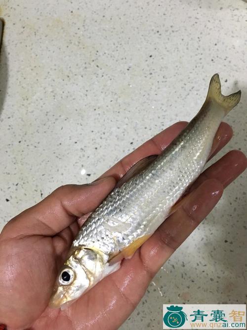 土风鱼的性味归经以及功效用法-青囊智