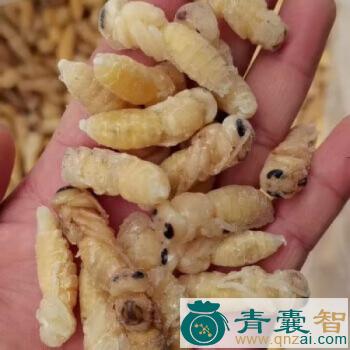 土马蜂的性状性味归经以及功效用法和注意事项-青囊智