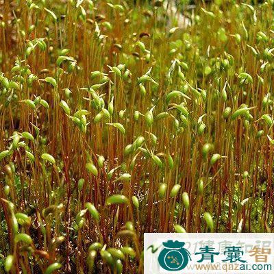 土马鬃的性状性味归经以及功效用法-青囊智