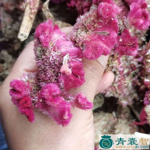 中药材土鸡冠图片