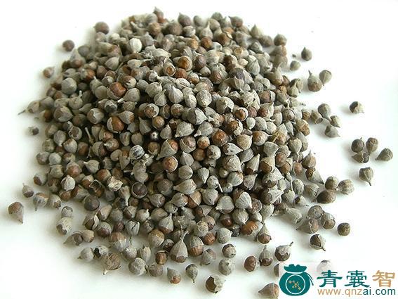 中药材圣生梅图片