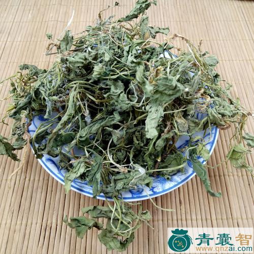 中药材地丁图片