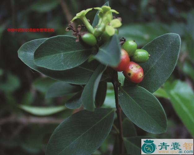 中药材地园花图片