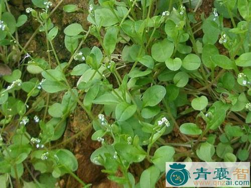 地地菜的性状性味归经以及功效用法-青囊智