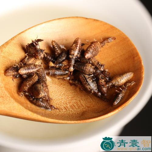 中药材地塘虫图片
