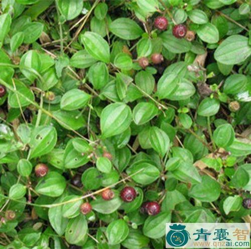 中药材地扣子图片