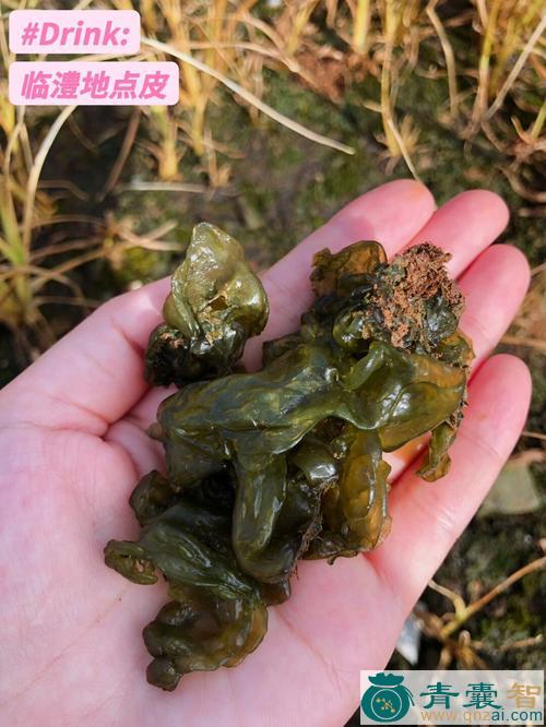 地捡皮的性状性味归经以及功效用法和注意事项-青囊智
