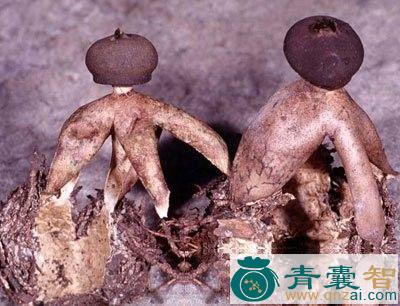 中药材地星图片