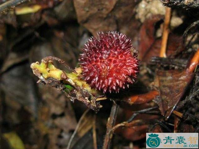 中药材地杨梅图片