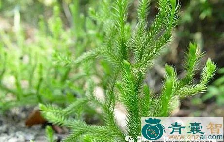 中药材地松图片