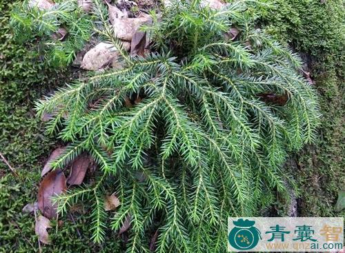 中药材地松杉图片