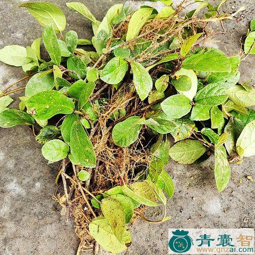 中药材地板藤图片