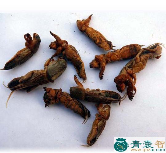 中药材地枯牛图片