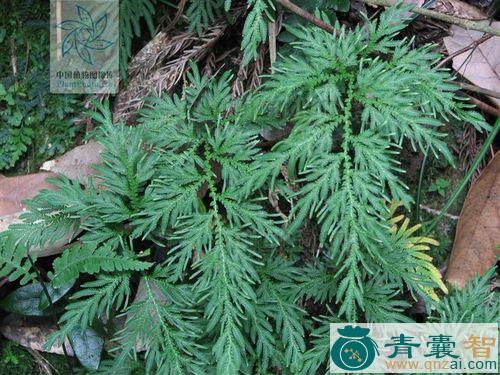中药材地柏桠图片