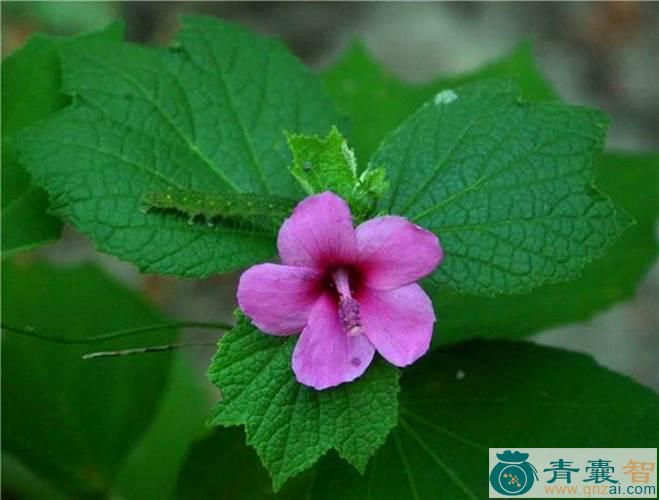 地桃花的性状性味归经以及功效用法和注意事项-青囊智