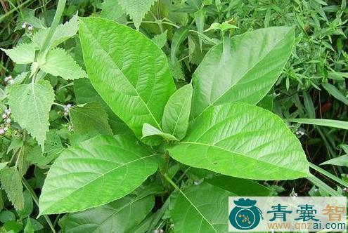 中药材地梭罗图片