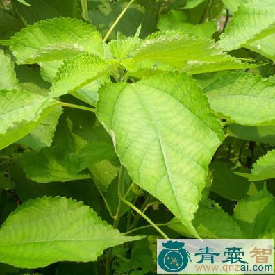 中药材地棉麻图片