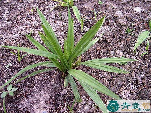 中药材地棕图片