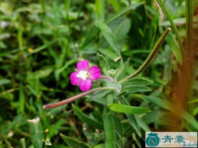 中药材地母怀胎草花图片