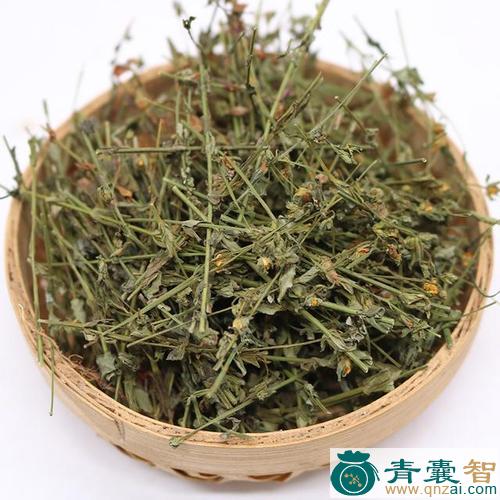 中药材地毡草图片