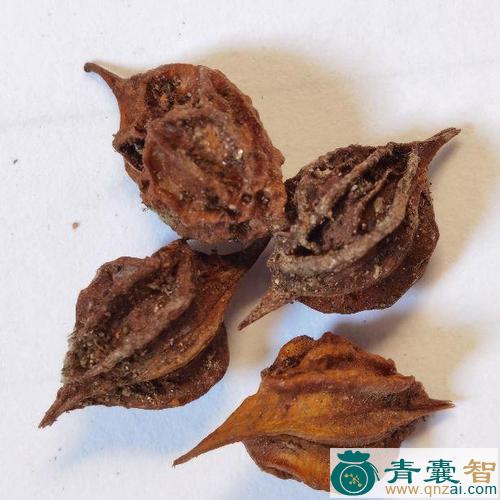 中药材地浆图片