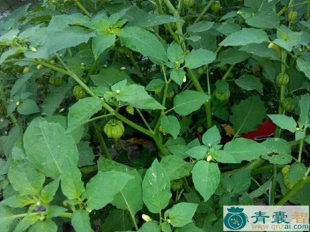 中药材地灯笼图片