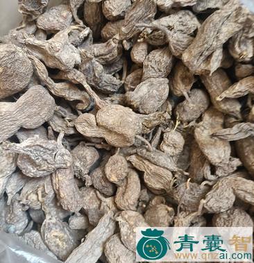 中药材地狗胆图片