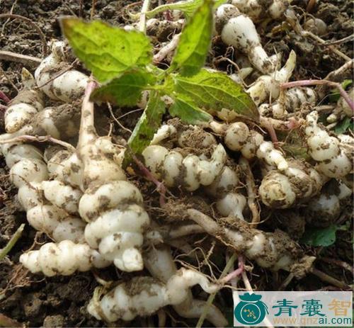 中药材地环秧图片