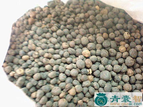 中药材地珍珠图片