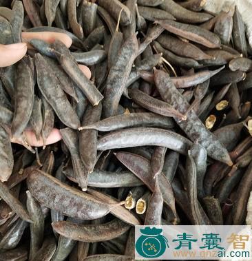 中药材地皂角图片