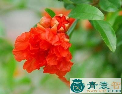 中药材地石榴花图片