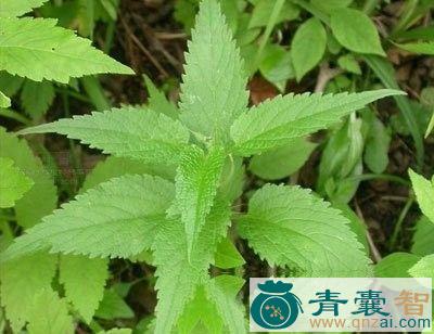 中药材地磨薯图片