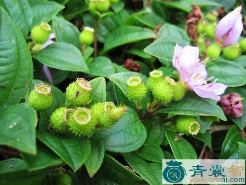 中药材地稔藤图片
