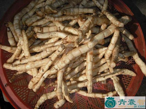 中药材地竹图片