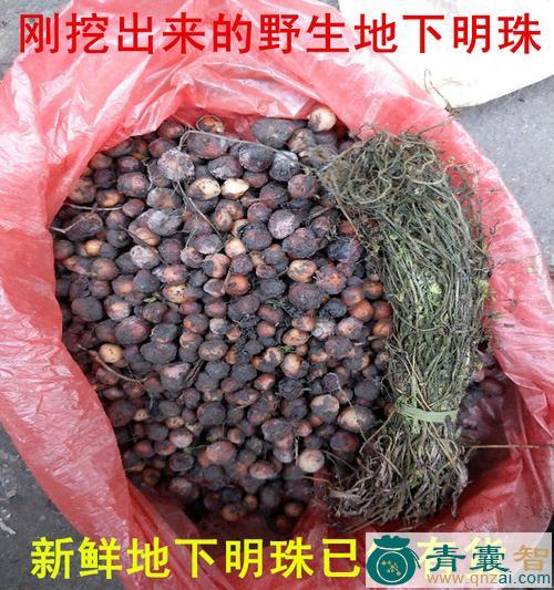 中药材地罗珠图片