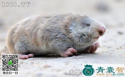 中药材地羊图片