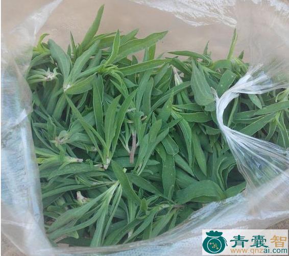 中药材地肤苗图片