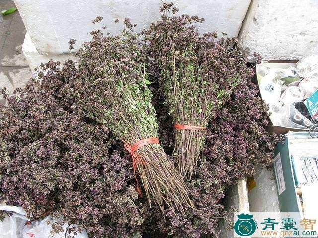 中药材地胡椒图片