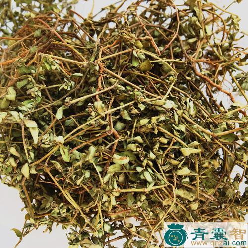 中药材地膏草图片