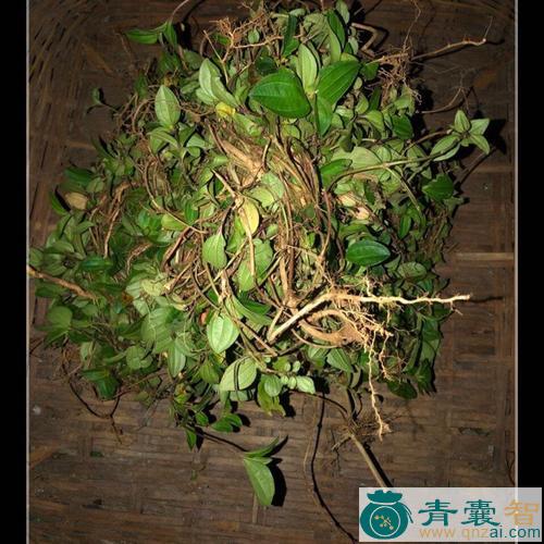中药材地菍根图片