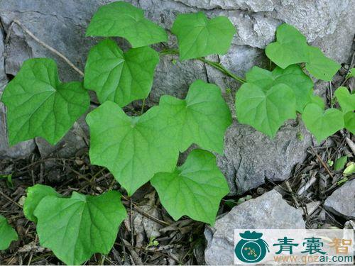 中药材地蔷薇图片
