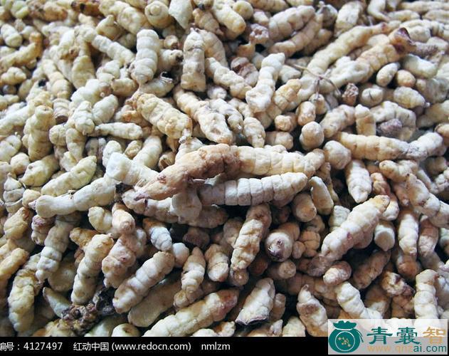中药材地蚤图片