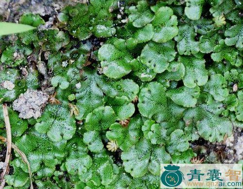 地钱几的性状性味归经以及功效用法和注意事项-青囊智