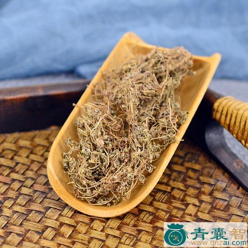 中药材地锦图片