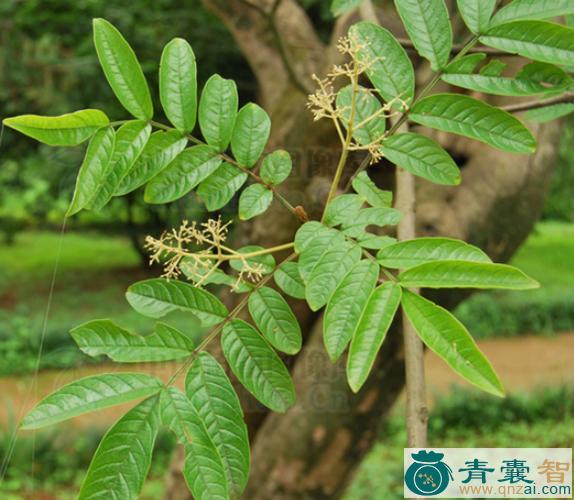 中药材地锦槭图片