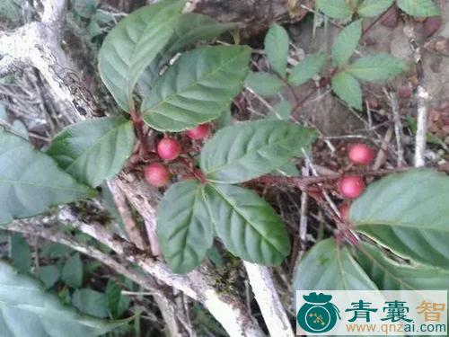 中药材地青杠图片