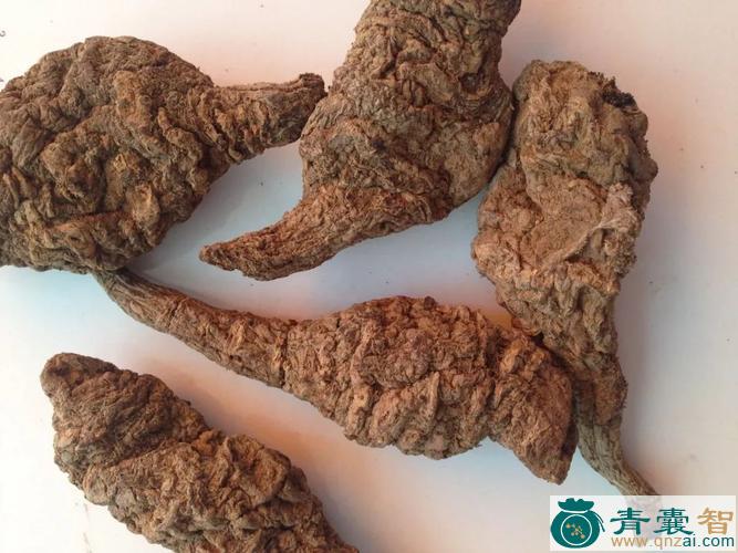 中药材地鵏肉图片