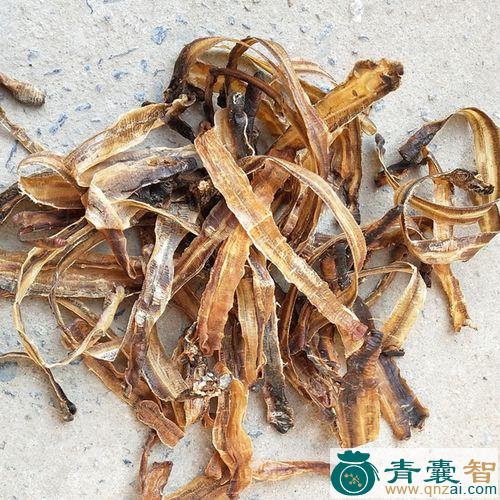 中药材地龙子图片
