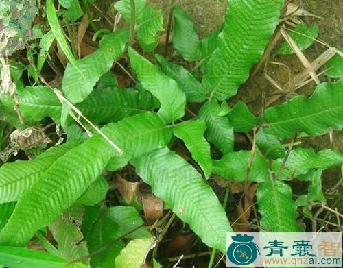 中药材坐镇草图片