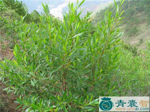 坡柳的性味归经以及功效用法和注意事项-青囊智